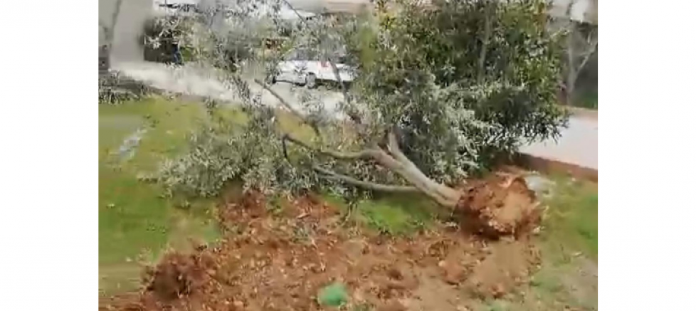 ADANA SARIÇAM BELEDİYESİNDEN AĞAÇ KIYIMI - GÜNDEM - İnternetin Ajansı