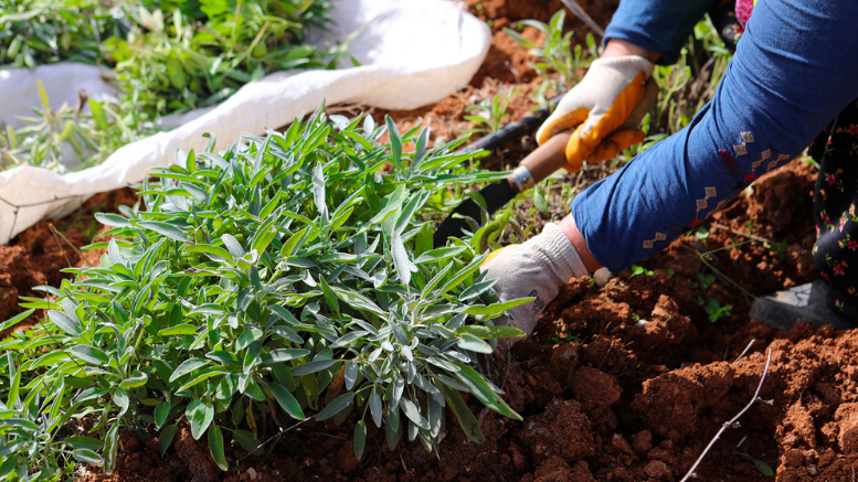 Botanik Vadi’de yılın ikinci adaçayı hasadı yapıldı; 6 ton adaçayı dünyaya ihraç ediliyor - TÜRKİYE - İnternetin Ajansı