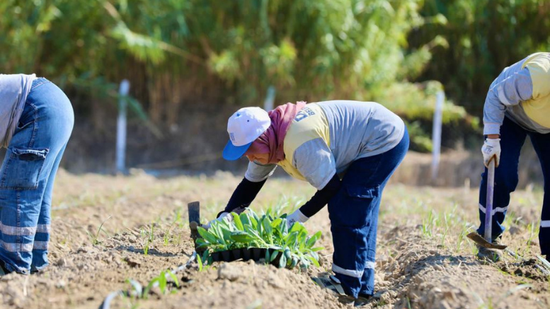 DİDİM’DE KIŞ SEBZELERİNİN EKİMİNE BAŞLANDI - TÜRKİYE - İnternetin Ajansı