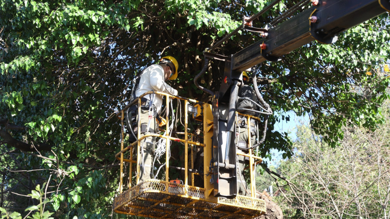 Kartal’da, Asırlık Ağaçlara Özel Bakım - TÜRKİYE - İnternetin Ajansı
