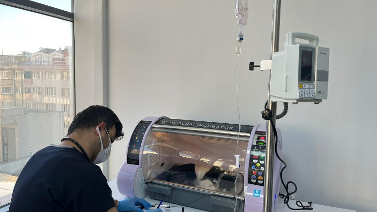 Olta iğnesi yutan kedi Büyükşehir in tedavi merkezinde güvende - TÜRKİYE - İnternetin Ajansı