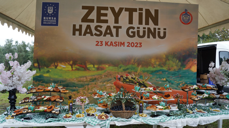 Orhangazi‘de Zeytin Mucizesi 45. kez Hasatla Buluştu - TÜRKİYE - İnternetin Ajansı