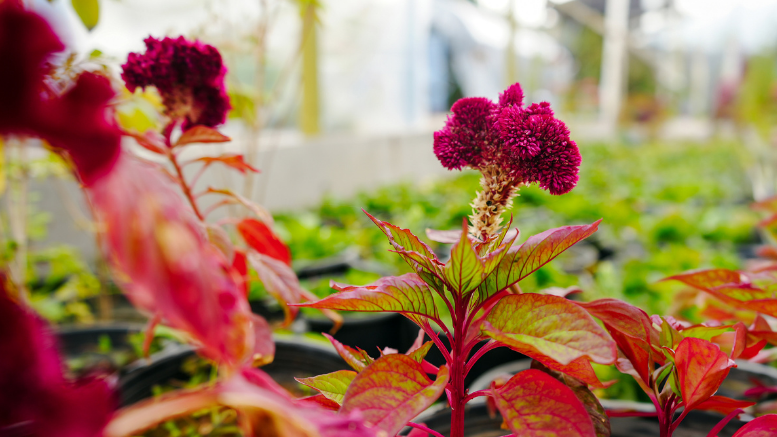 TARSUS BELEDİYESİ KENDİ ÜRETTİĞİ BİNLERCE FİDAN VE ÇİÇEK İLE KENTİ GÜZELLEŞTİRİYOR - TÜRKİYE - İnternetin Ajansı