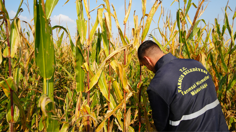 TARSUS BELEDİYESİ TARAFINDAN ÜRETİCİLERE 50 TON SİLAJLIK MISIR DAĞITILACAK - TÜRKİYE - İnternetin Ajansı