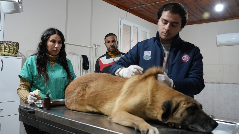 TARSUS’TA ARACIN EZDİĞİ ENGELLİ KÖPEK, TARSUS BELEDİYESİ HAYVAN BAKIMEVİ’NDE EMİN ELLERDE - TÜRKİYE - İnternetin Ajansı